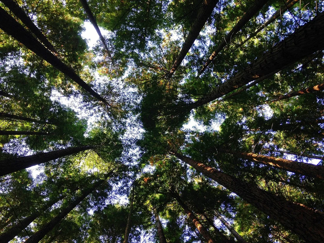 Looking up through a canopy of trees